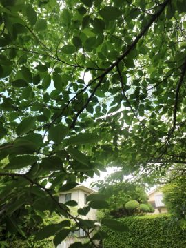 トンガリプロジェクトvol.18 下鴨修学館ー小満ー